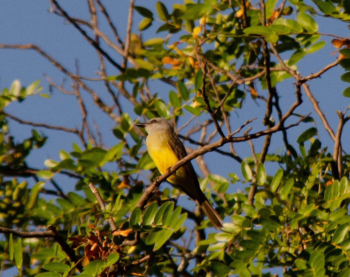 Tropical Kingbird - Iván Eroles