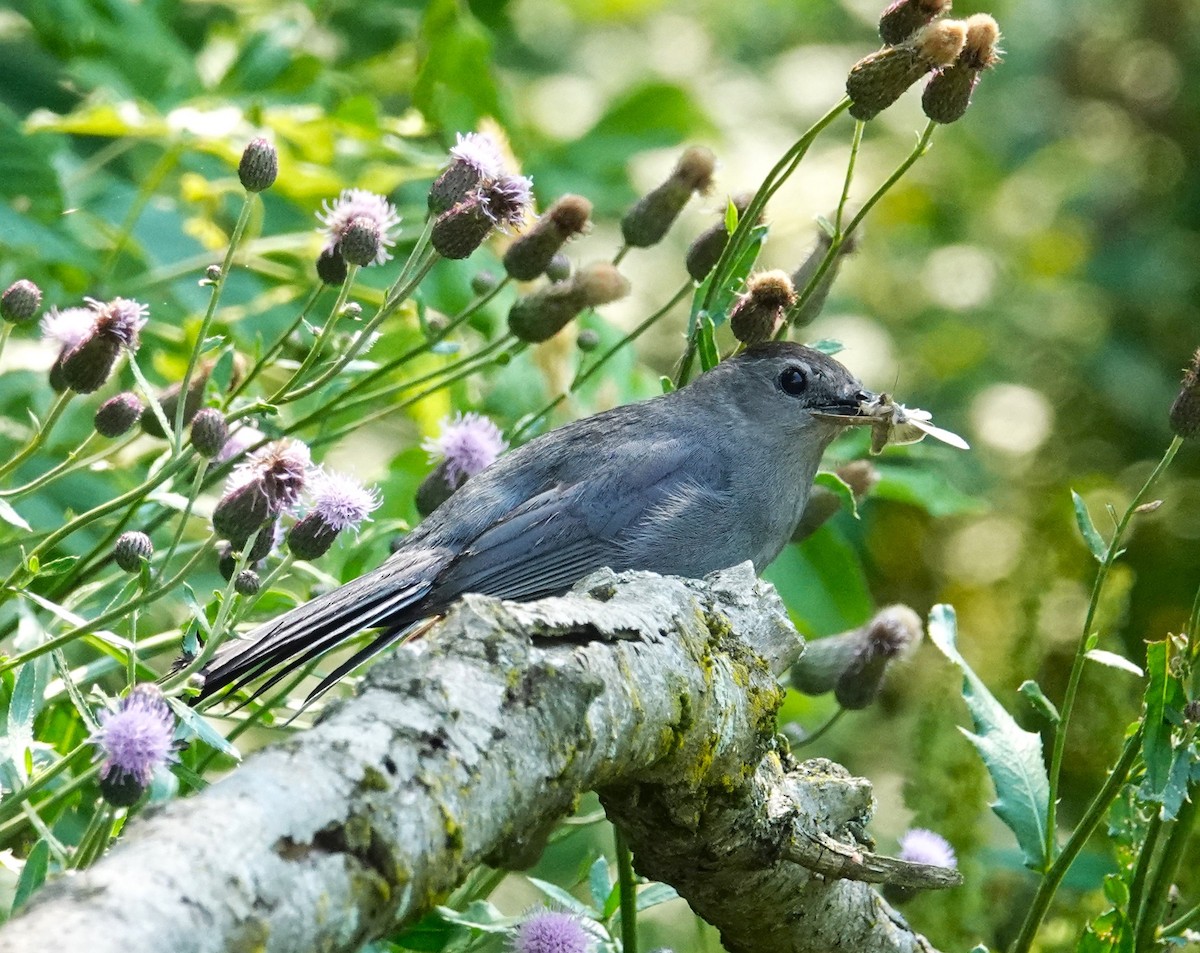 Gray Catbird - ML620715785