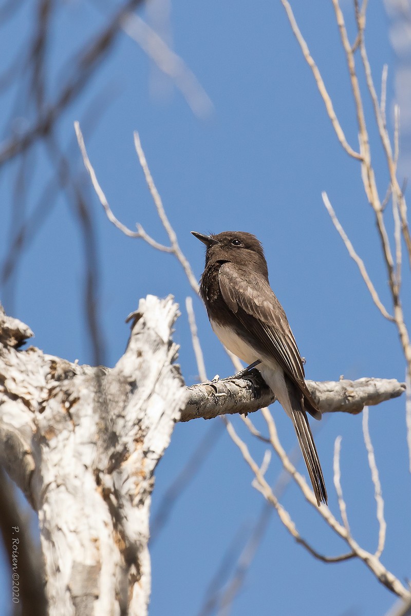 Black Phoebe - Paul Roisen