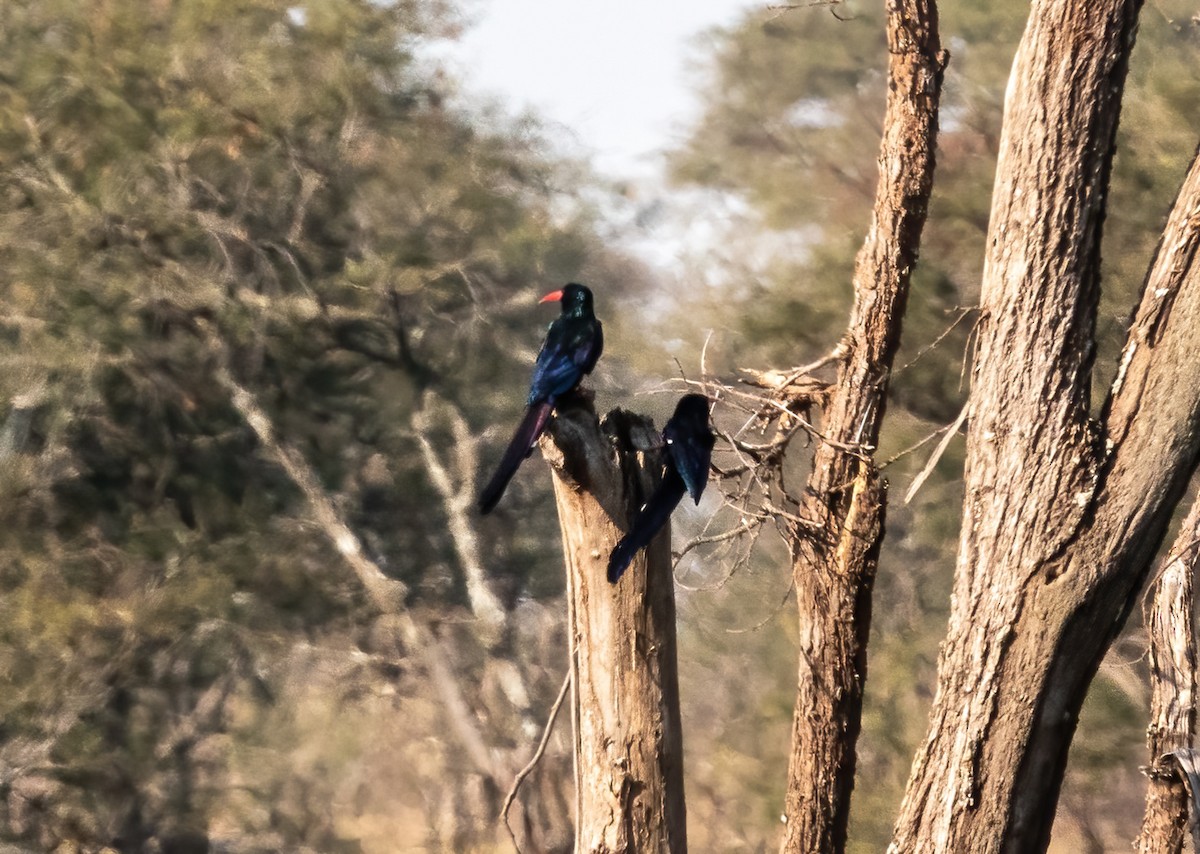 Green Woodhoopoe - Tom C Yin