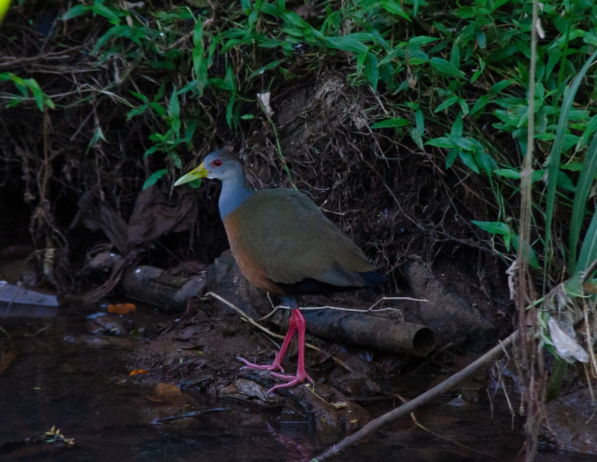 Gray-cowled Wood-Rail - ML620715792