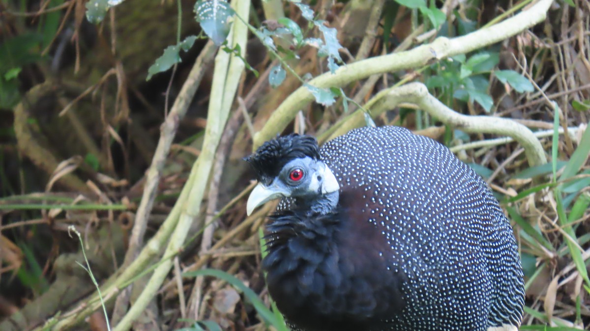 Southern Crested Guineafowl - ML620715793