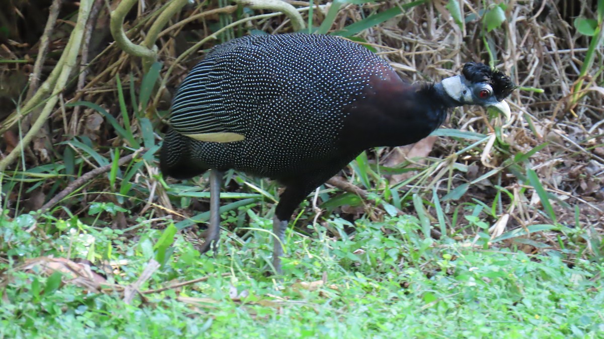 Southern Crested Guineafowl - ML620715794