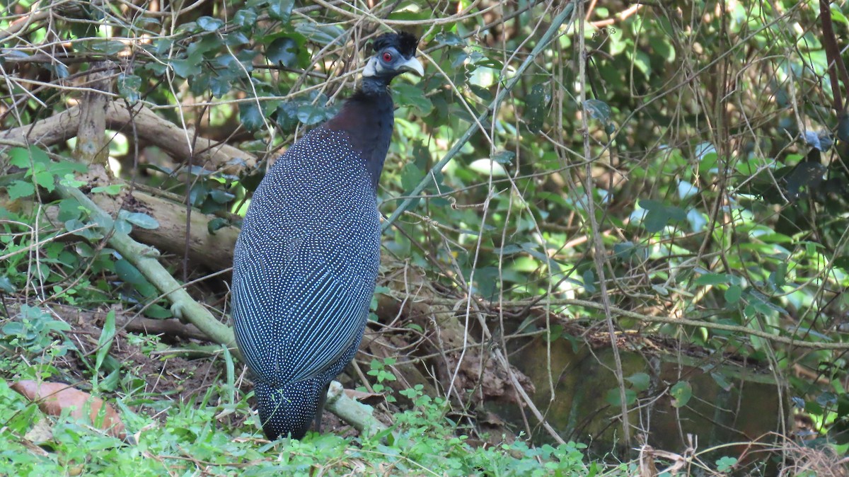 Southern Crested Guineafowl - ML620715796