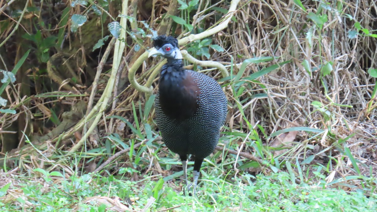 Southern Crested Guineafowl - ML620715797