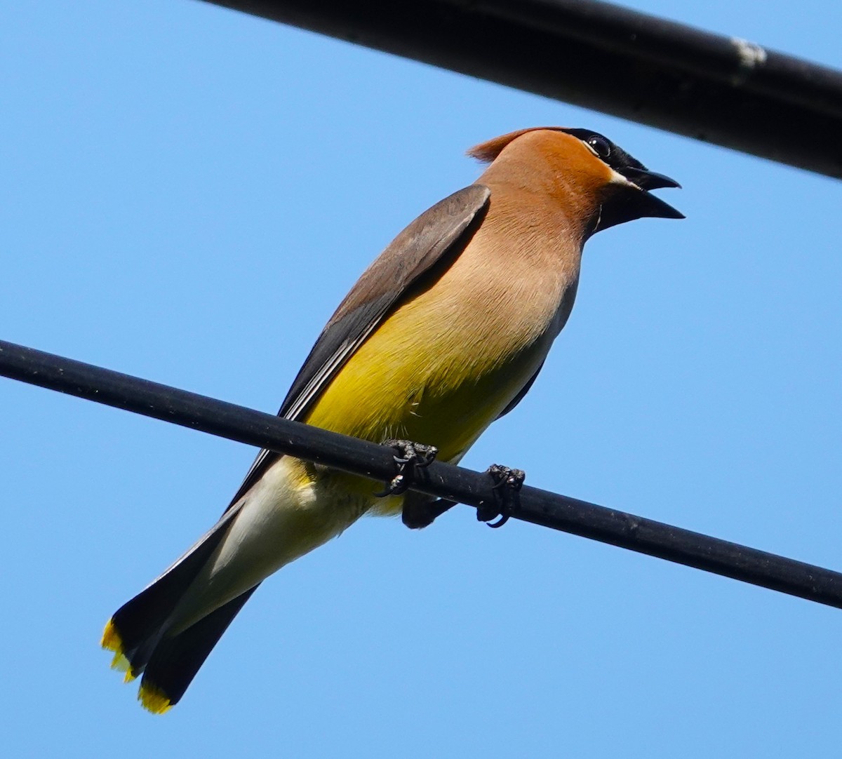 Cedar Waxwing - Brian Lineaweaver