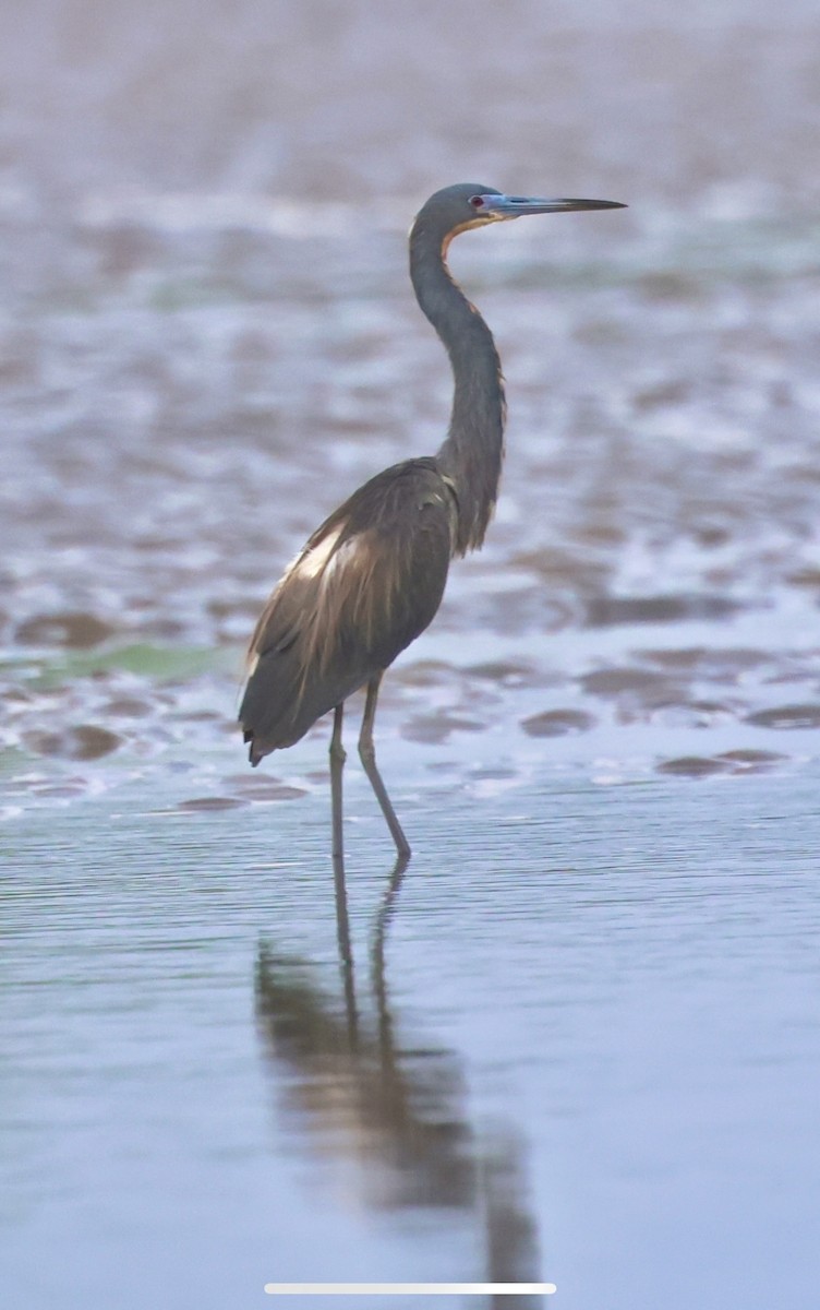 Tricolored Heron - ML620715803