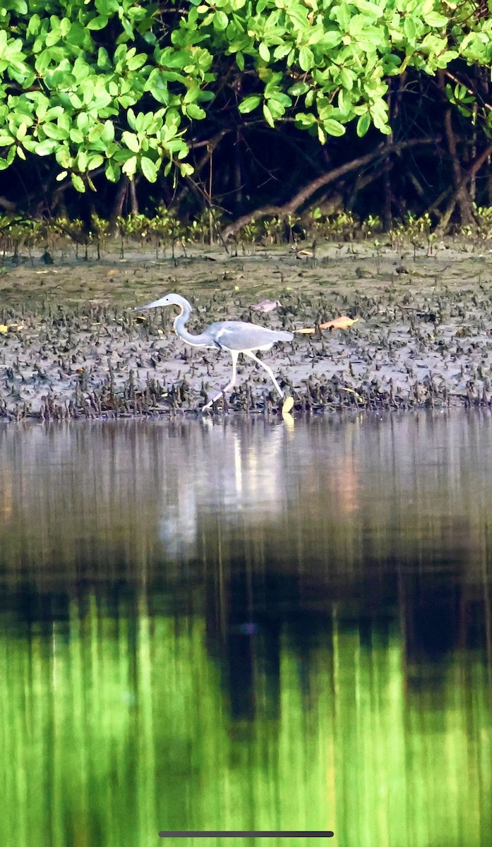 Tricolored Heron - ML620715804