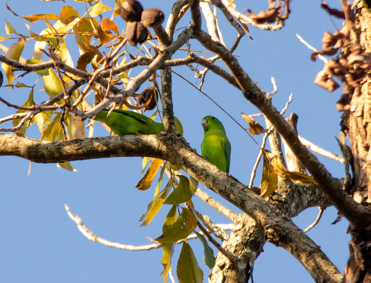 Cobalt-rumped Parrotlet - ML620715806