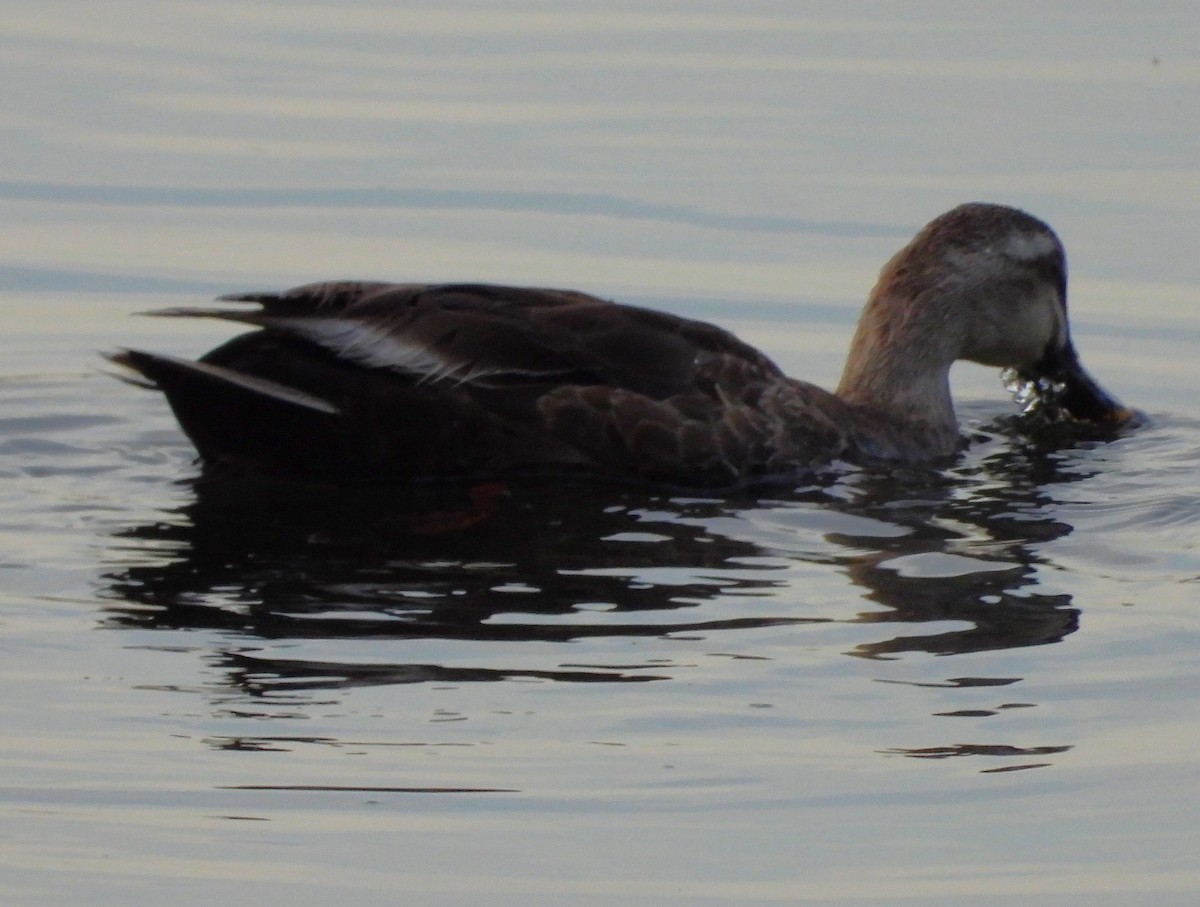 Eastern Spot-billed Duck - Eric Haskell