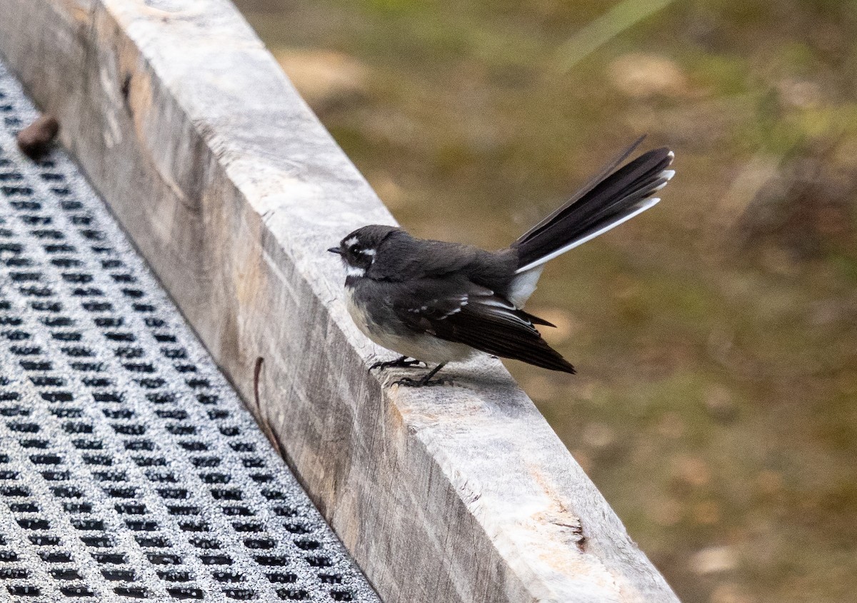 Gray Fantail - Ben Hoffmann