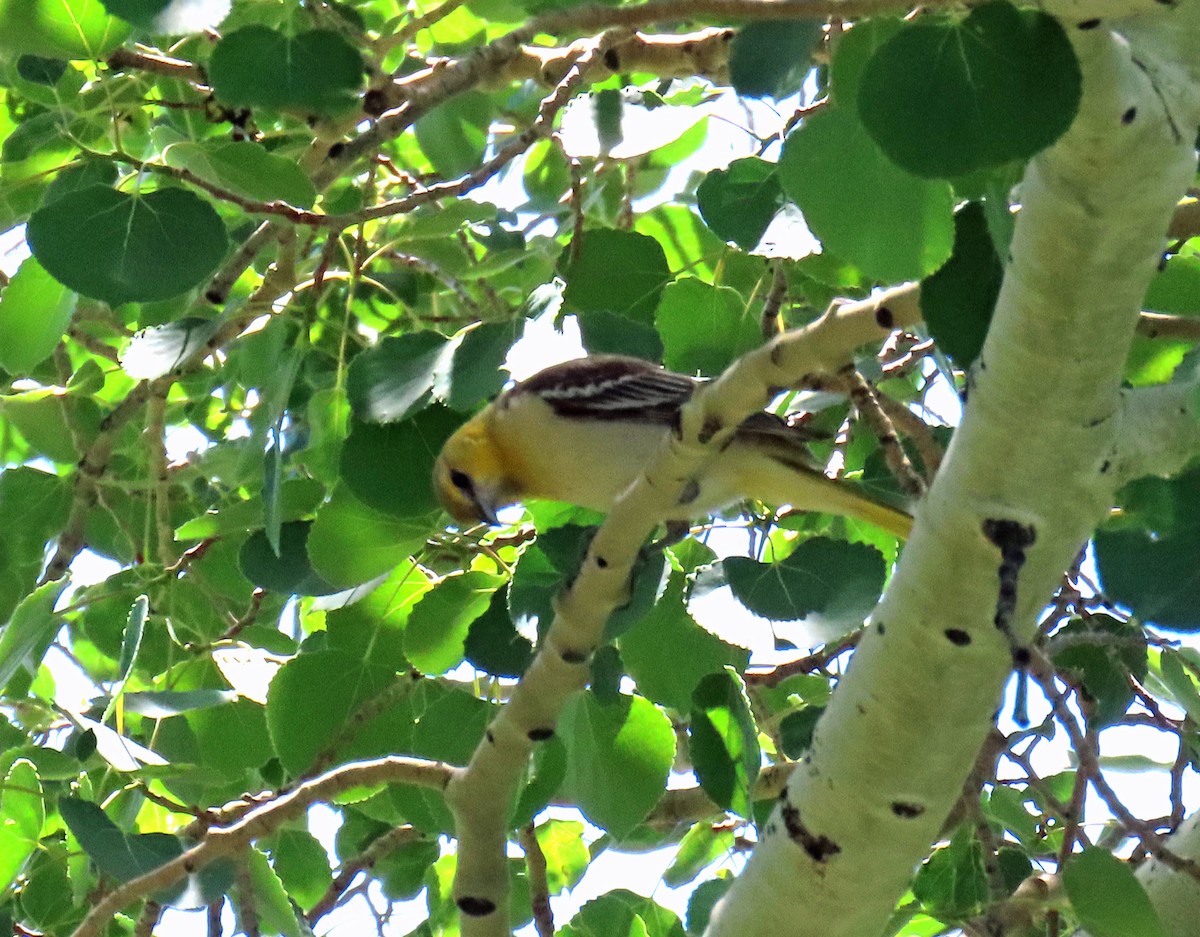 Bullock's Oriole - ML620715816