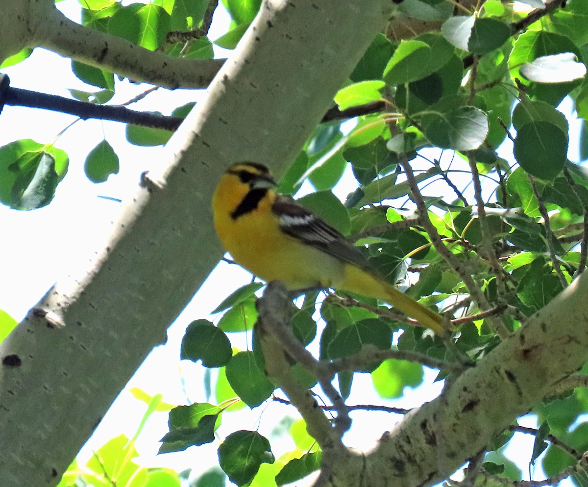 Bullock's Oriole - JoAnn Potter Riggle 🦤