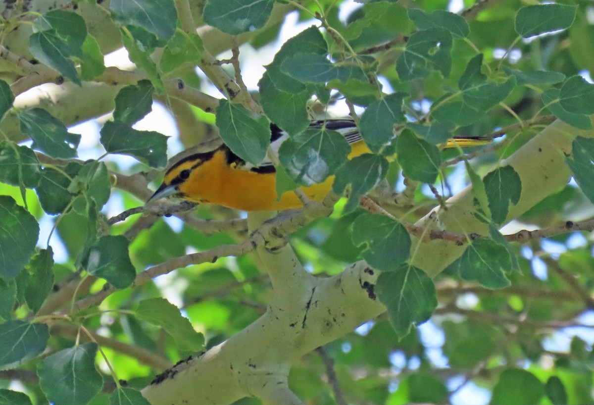 Oriole de Bullock - ML620715818