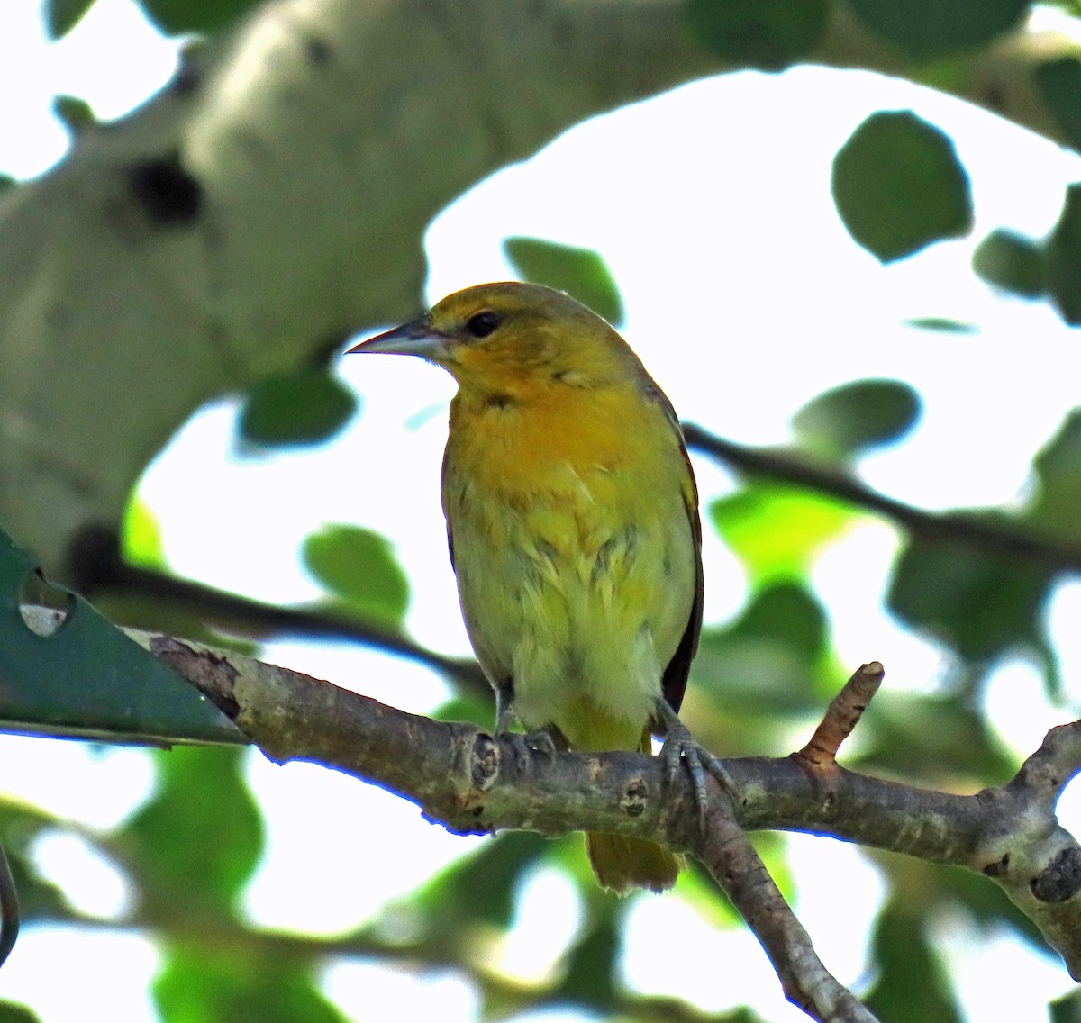 Oriole de Bullock - ML620715820