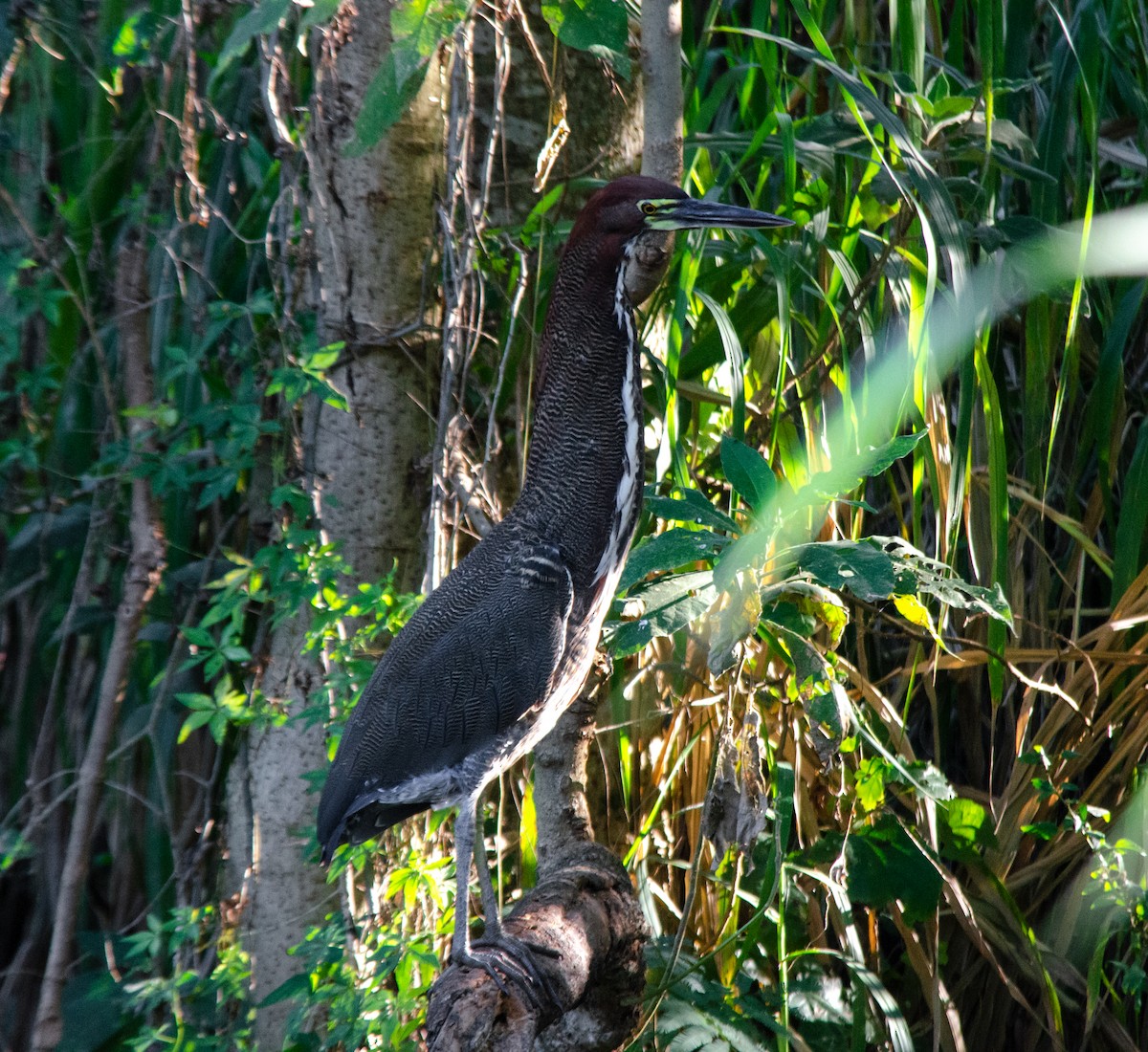 Rufescent Tiger-Heron - ML620715824