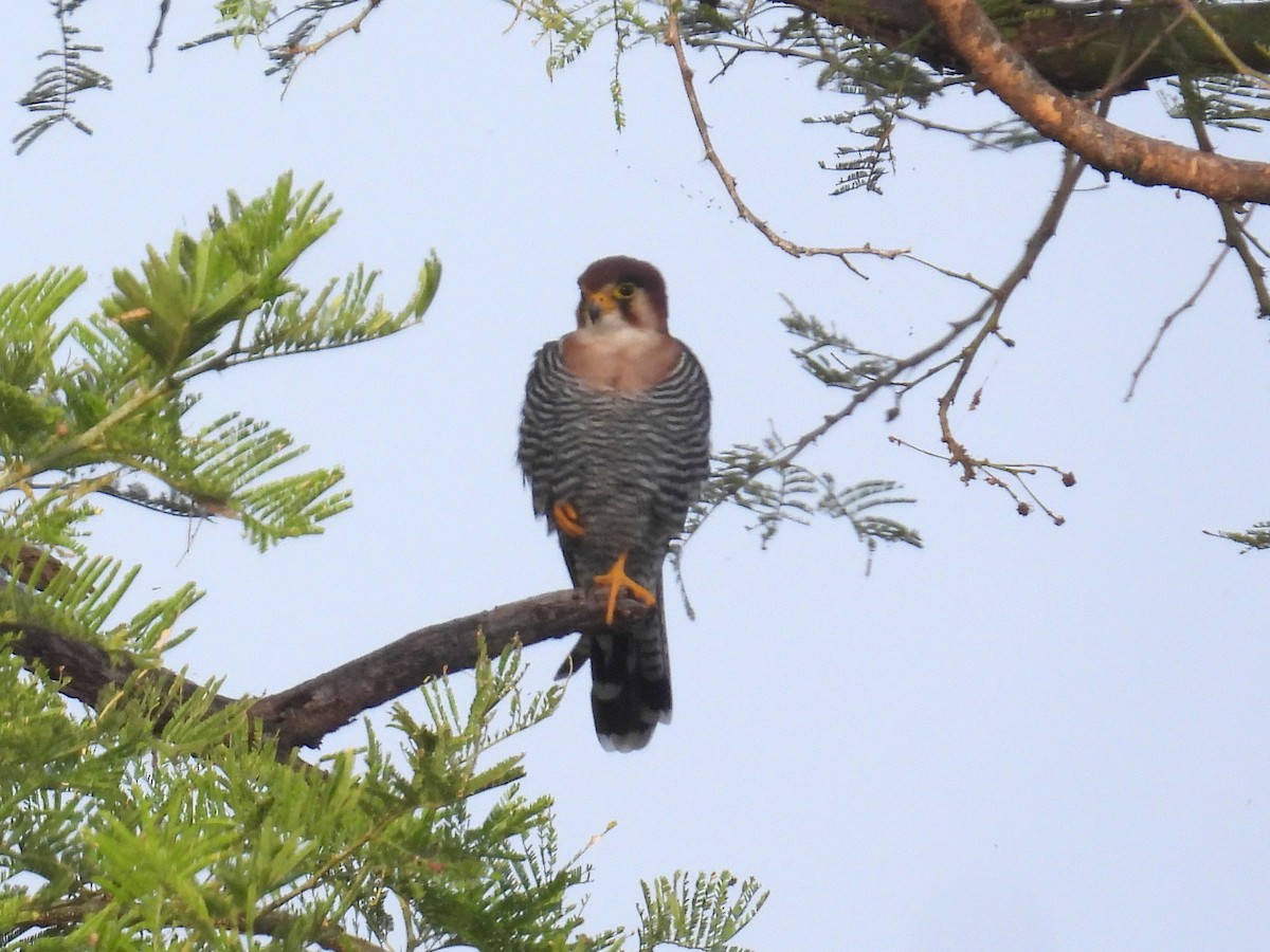 Red-necked Falcon (African) - ML620715825