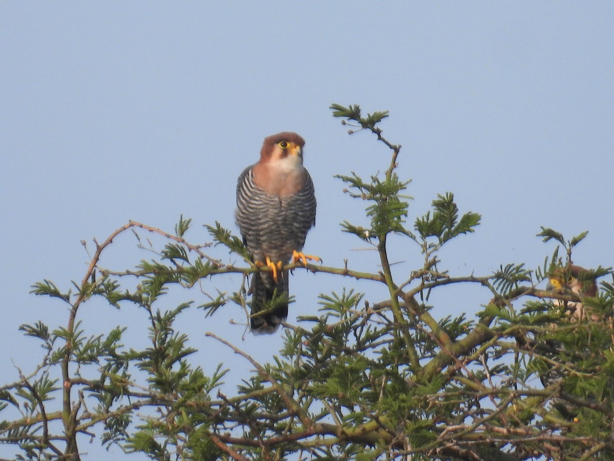 Red-necked Falcon (African) - ML620715826