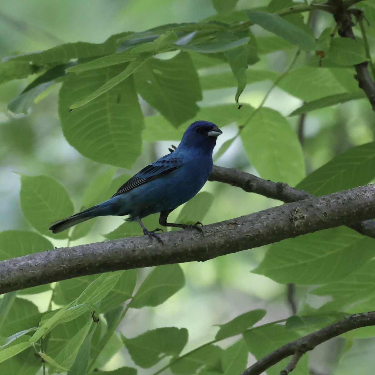 Indigo Bunting - ML620715827