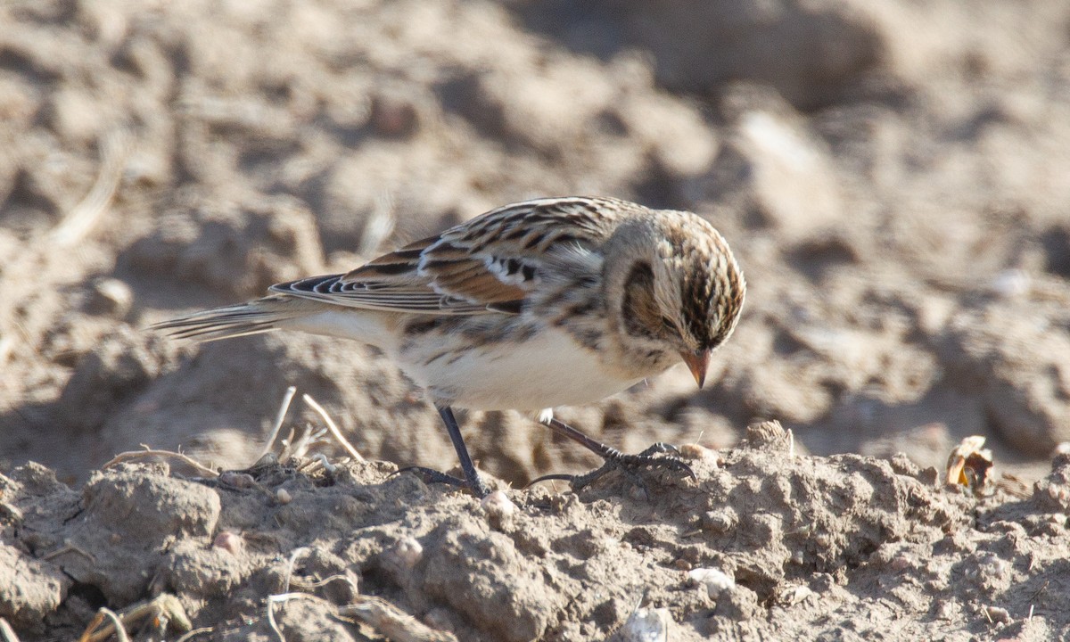 Lapland Longspur - ML620715836