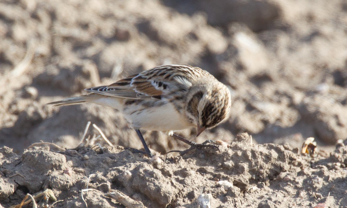 Lapland Longspur - ML620715837