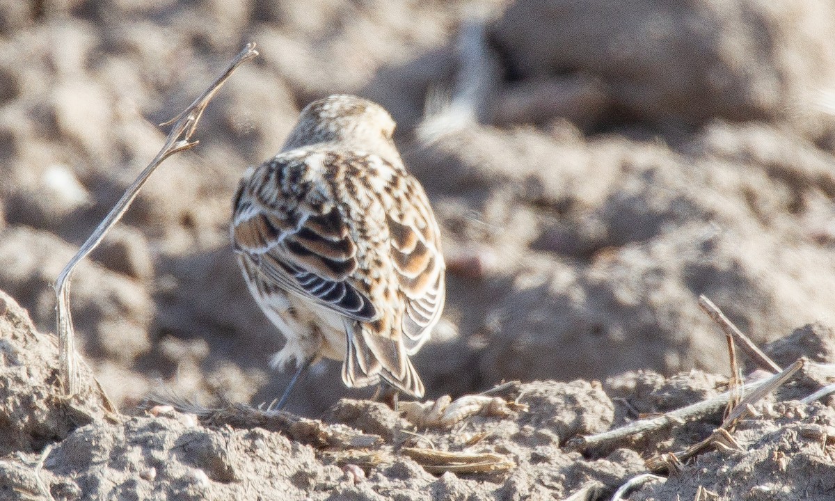 Lapland Longspur - ML620715838