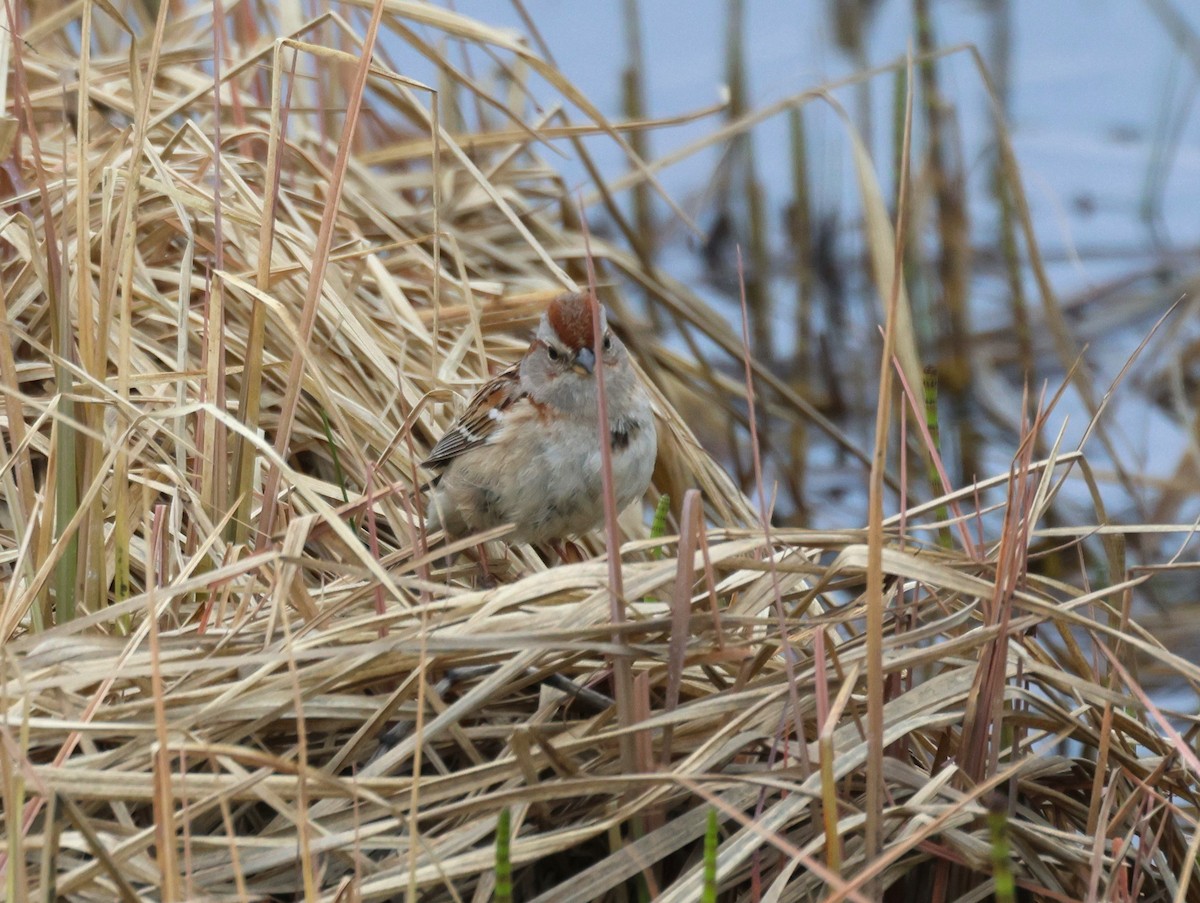 American Tree Sparrow - ML620715839