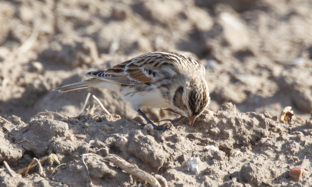 Lapland Longspur - ML620715840