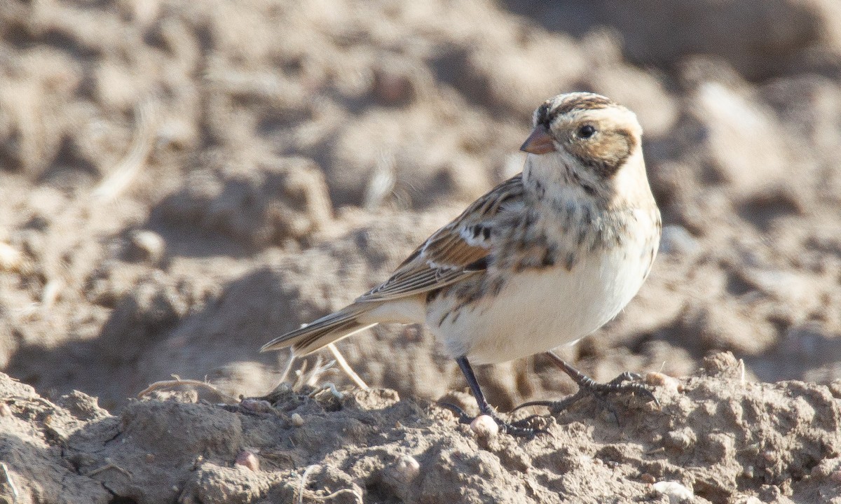 Lapland Longspur - ML620715841