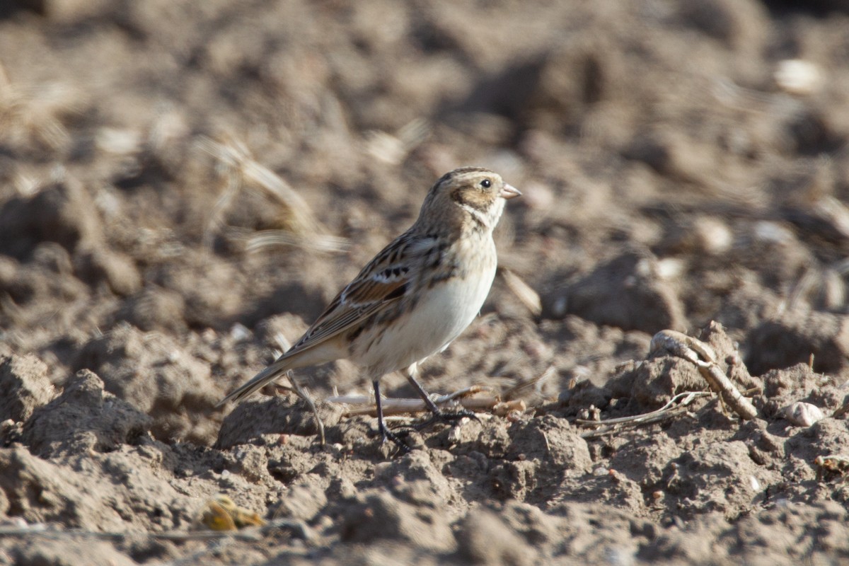 Lapland Longspur - Chris Wood