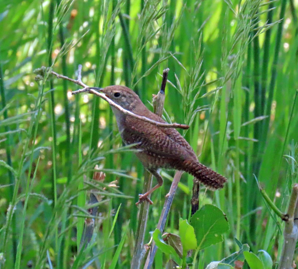 House Wren - ML620715847