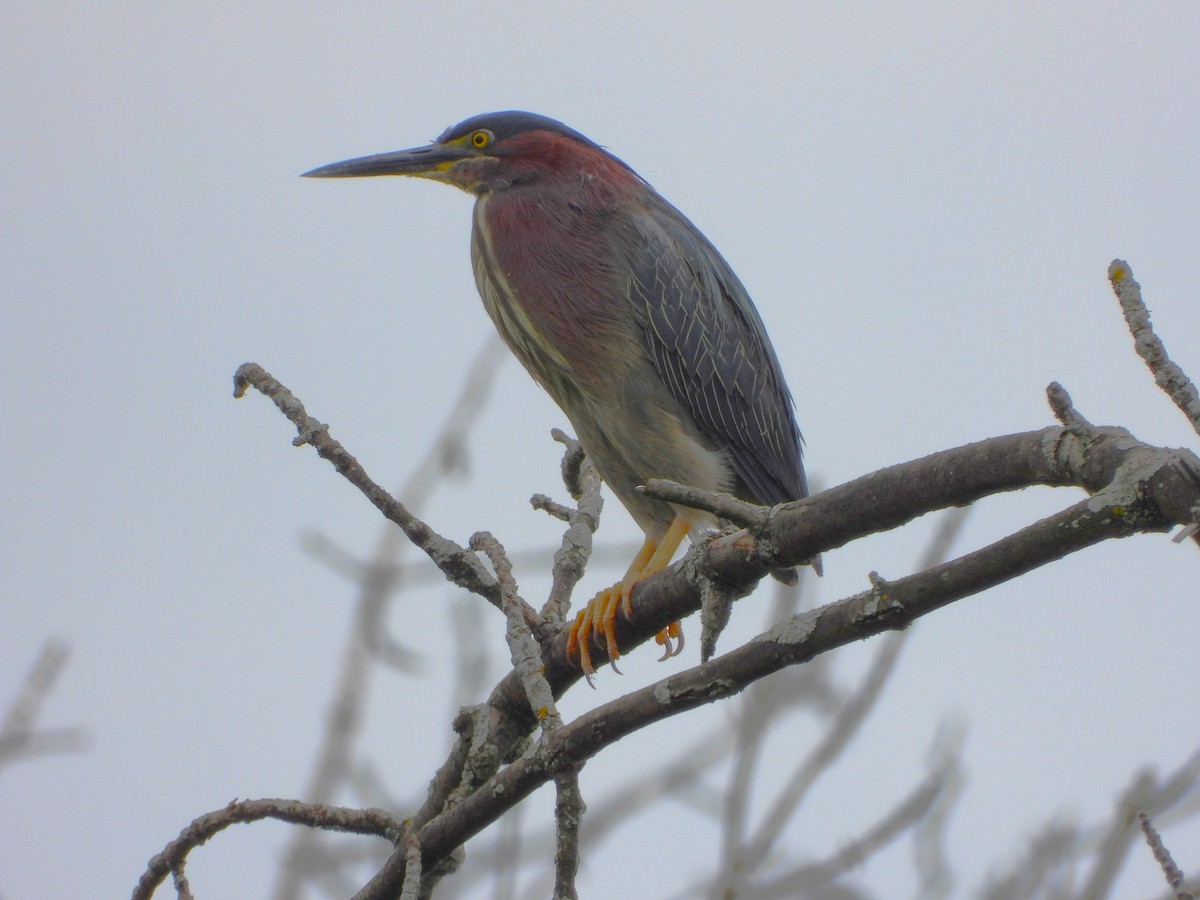 Green Heron - ML620715849