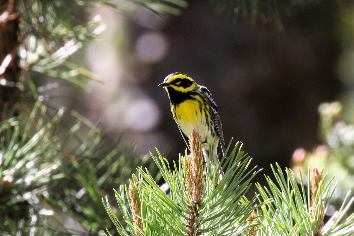 Townsend's Warbler - ML620715850