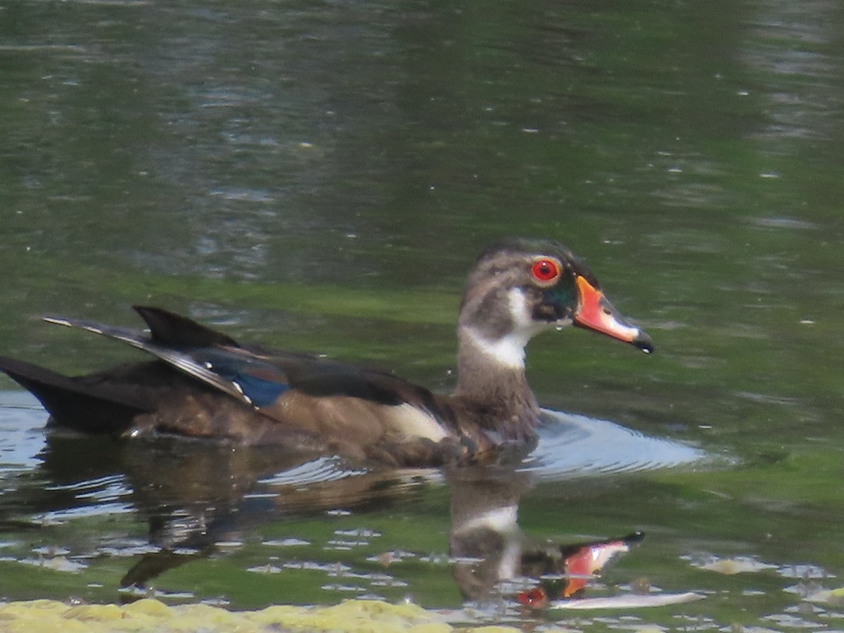 Wood Duck - ML620715852