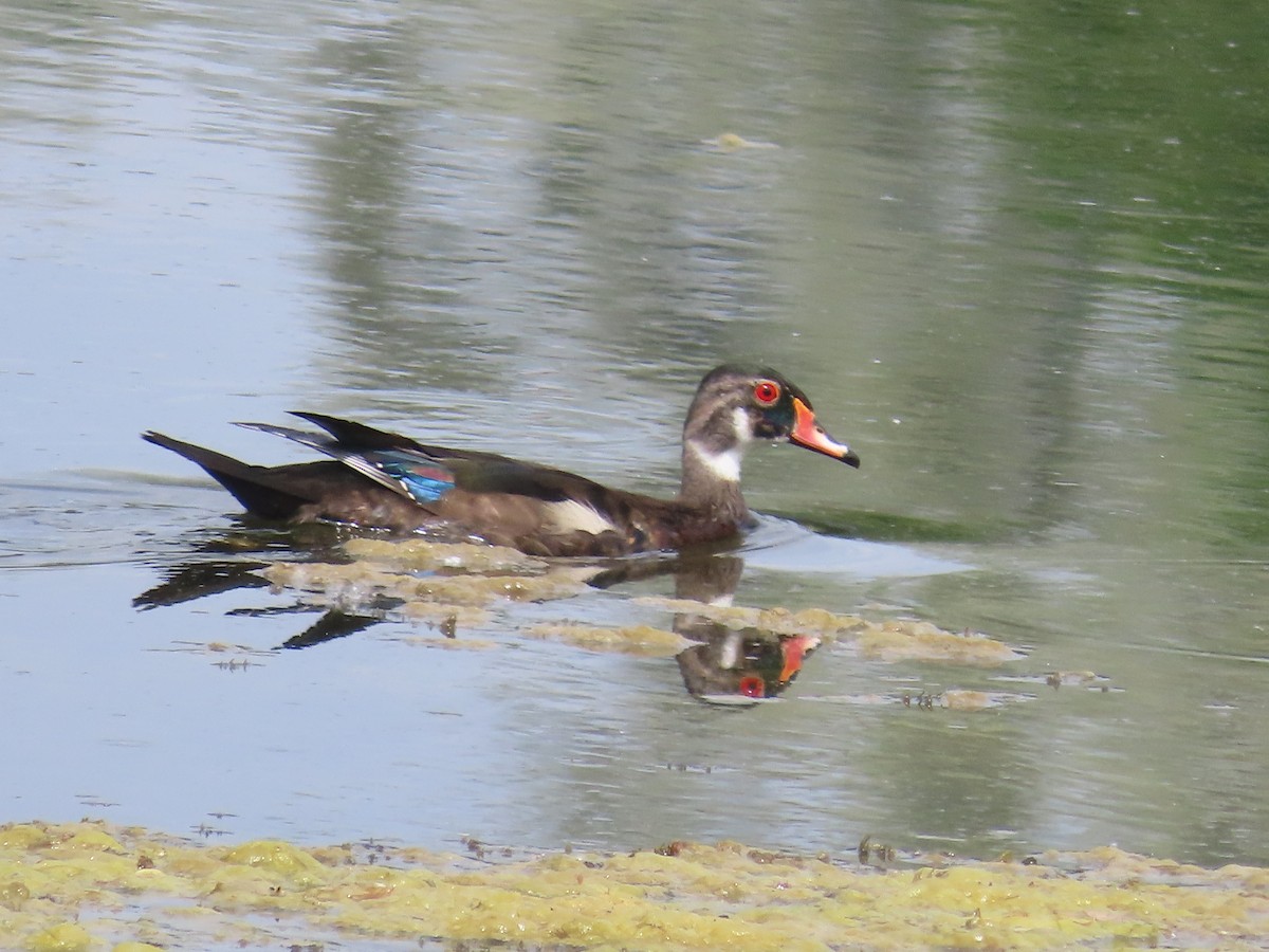 Wood Duck - ML620715854