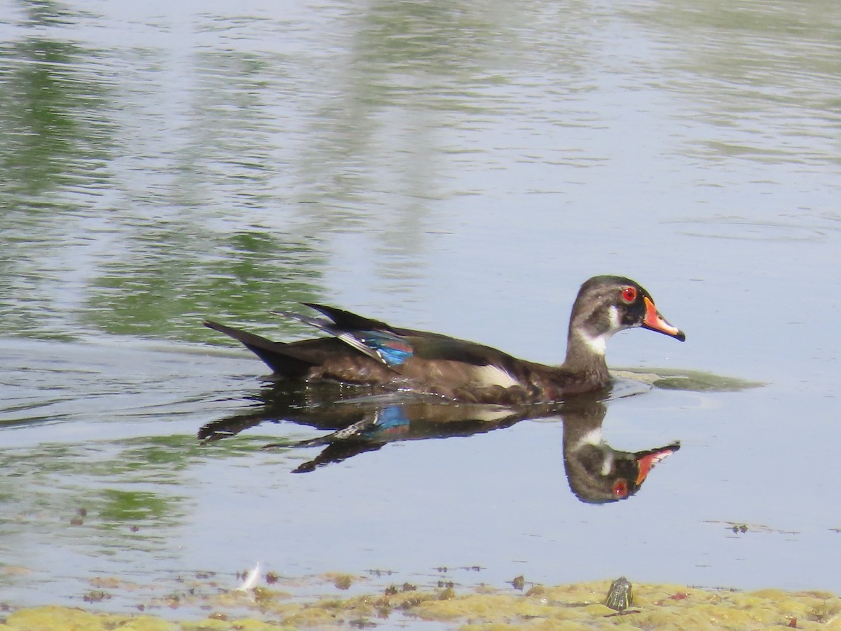 Wood Duck - Mabel Bredahl