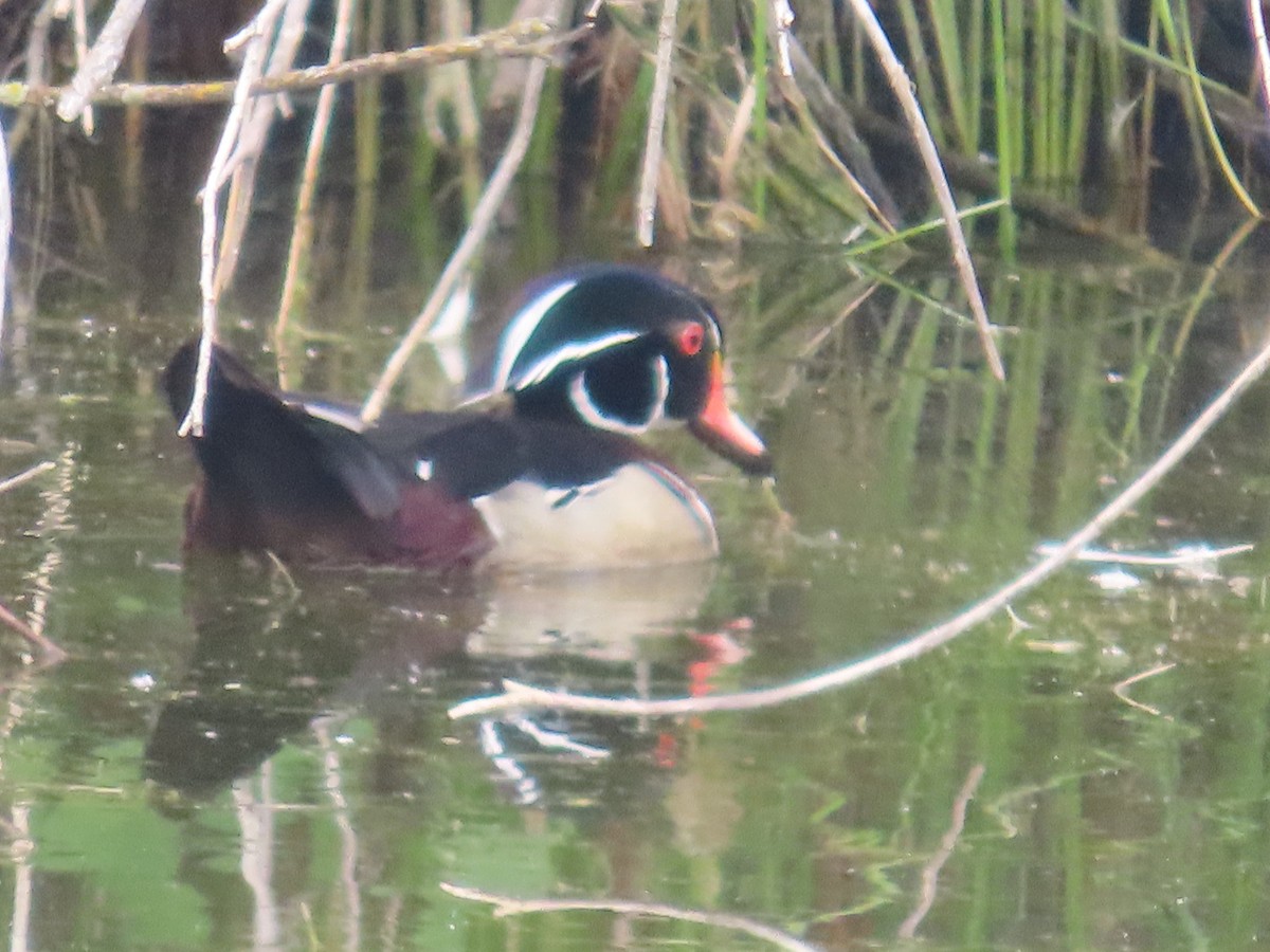 Wood Duck - ML620715857