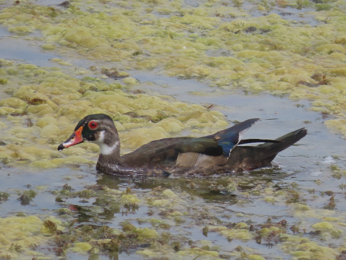 Wood Duck - ML620715858