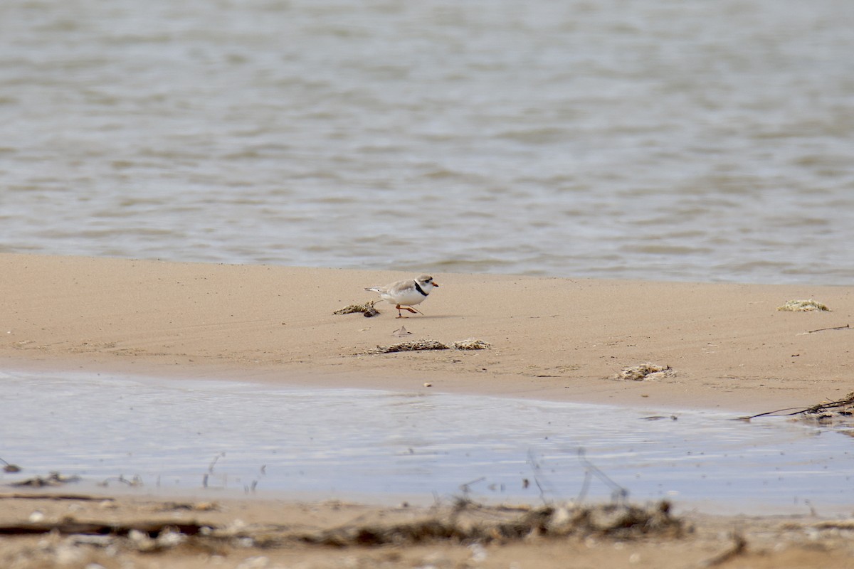 Piping Plover - ML620715859