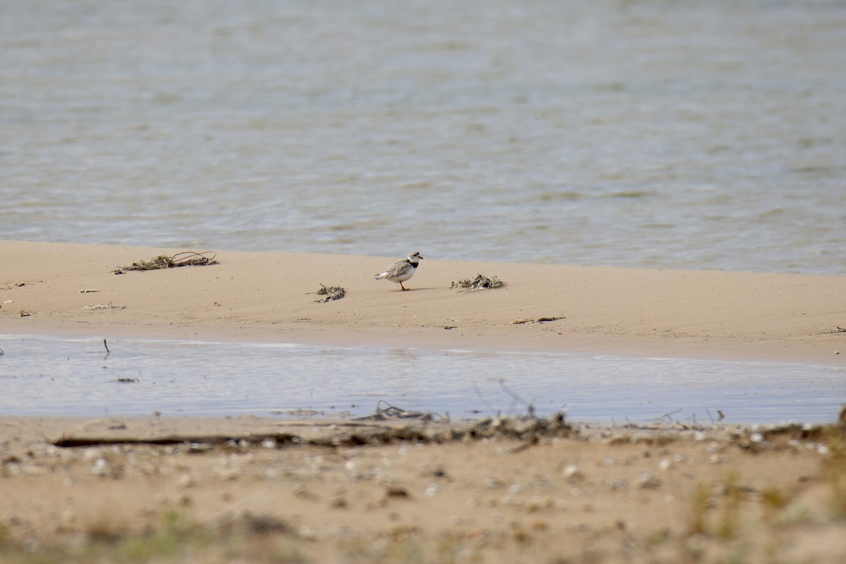 Piping Plover - ML620715860