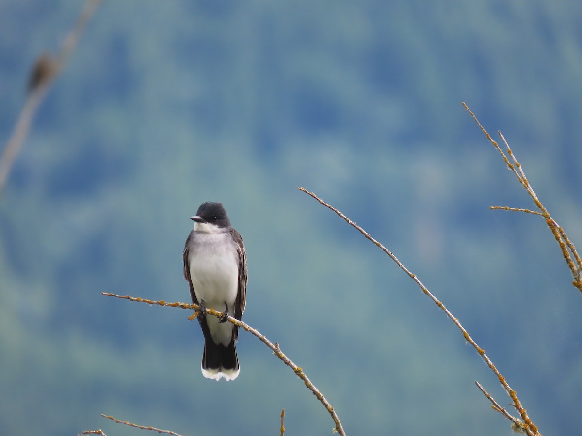 Eastern Kingbird - ML620715862