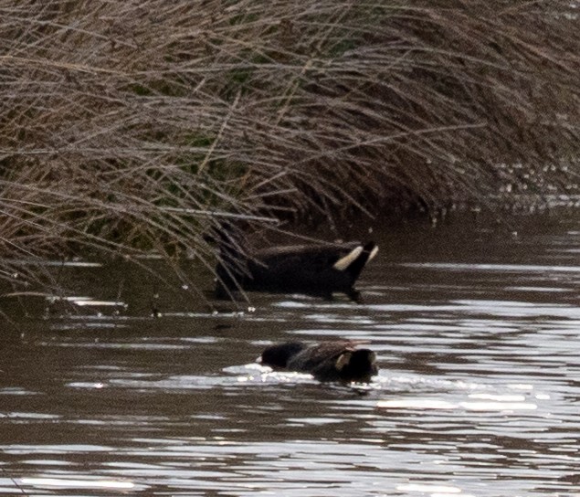 Dusky Moorhen - ML620715865