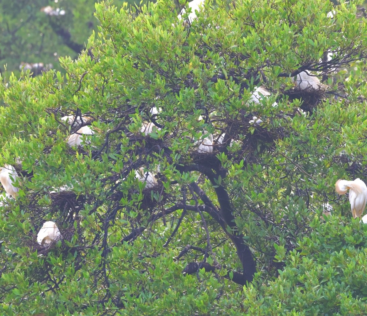 Western Cattle Egret - ML620715867