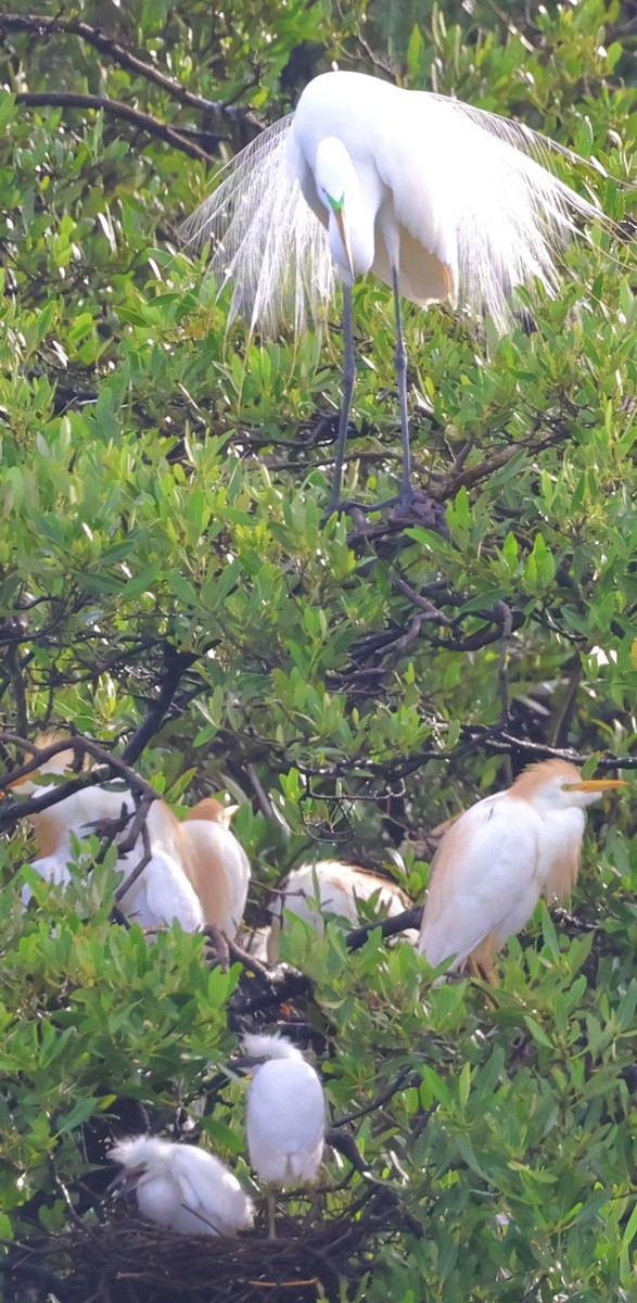 Western Cattle Egret - ML620715869