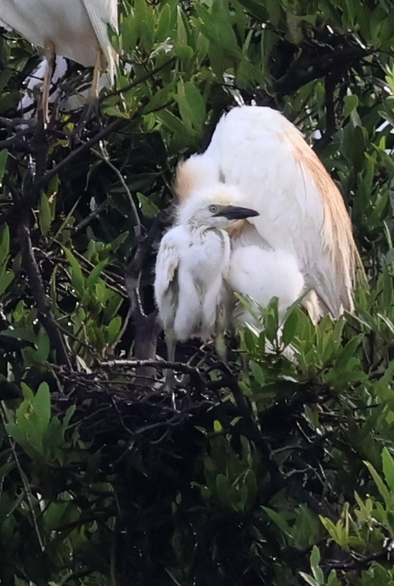 Western Cattle Egret - Debbie Crowley