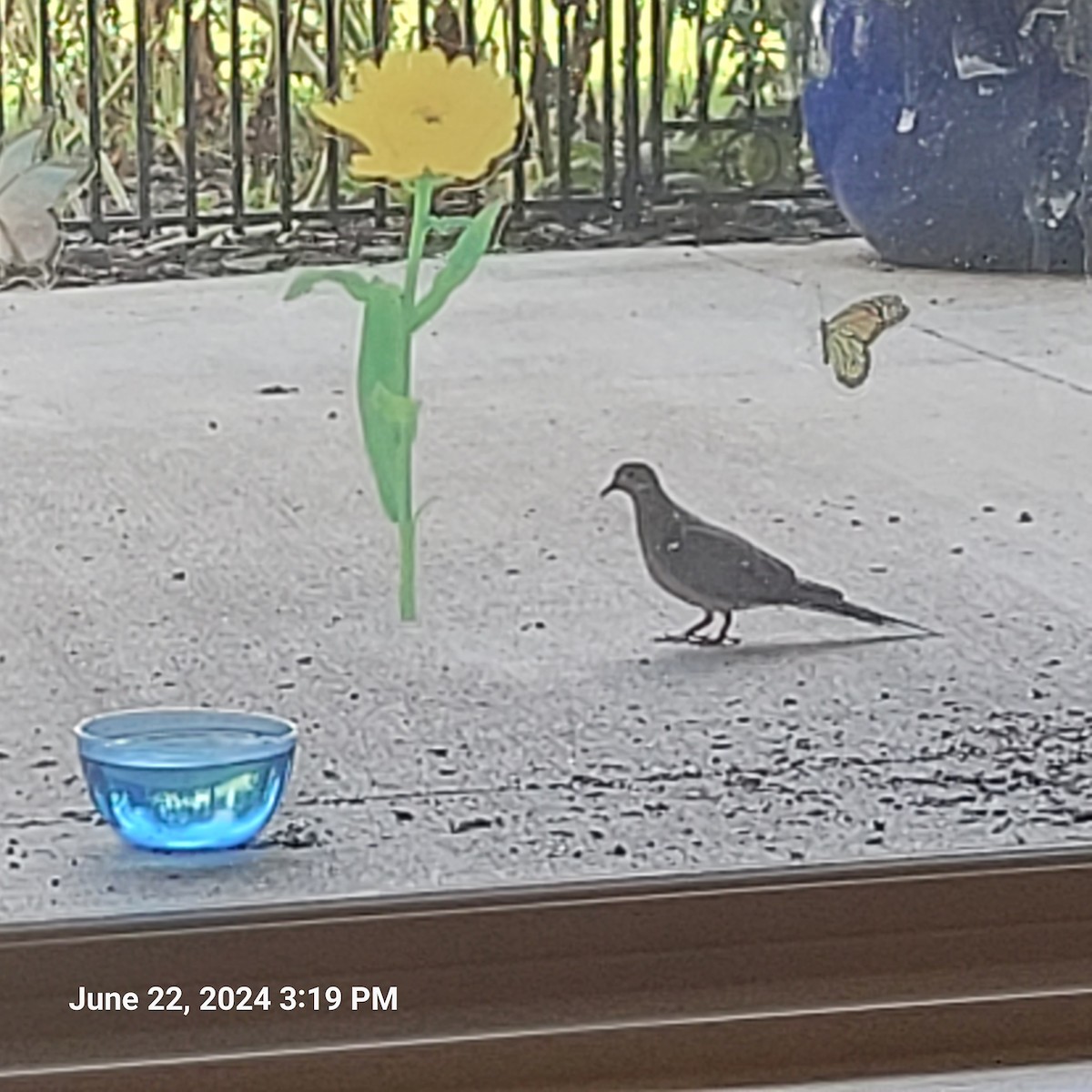 Mourning Dove - Anonymous