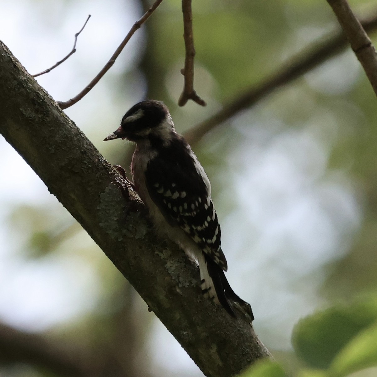 Downy Woodpecker - ML620715878