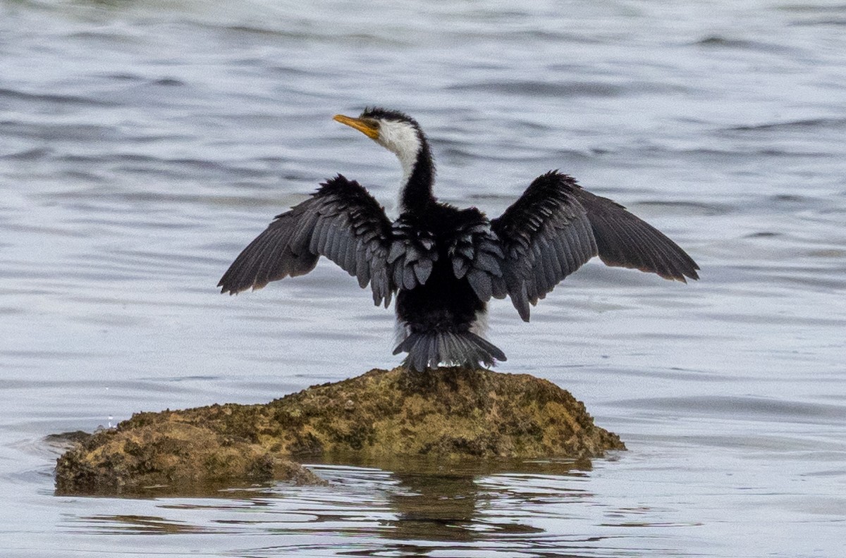 Little Pied Cormorant - ML620715879