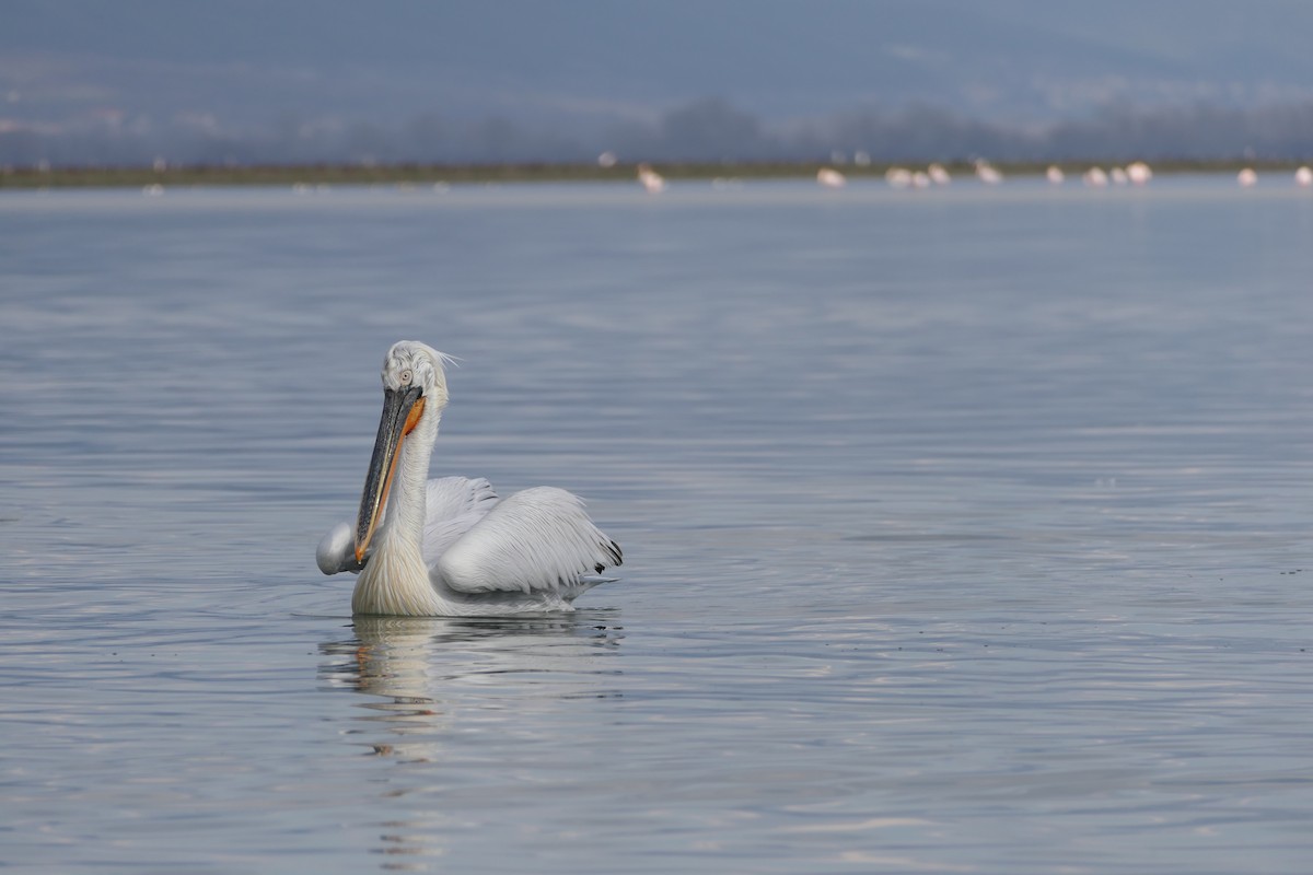 Dalmatian Pelican - ML620715886