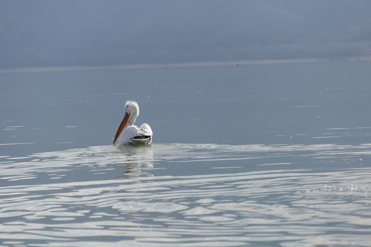 Dalmatian Pelican - ML620715888